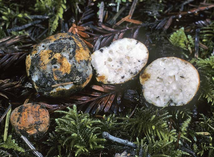 Leucogaster rubescens
